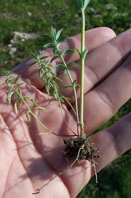 Linaria micrantha,
Linajola minima