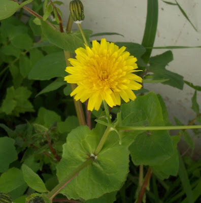 Sonchus tenerrimus,
cerraja menuda,
Fiedrige Gänsedistel,
Grespino sfrangiato,
laiteron délicat,
serralha,
Slender Sow Thistle,
slender sowthistle