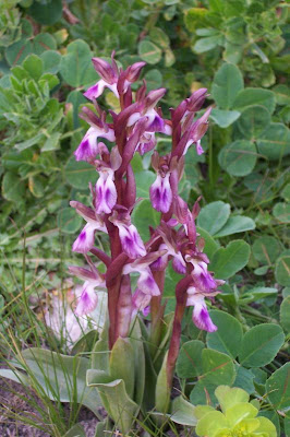 Orchis collina,
Orchide a sacco