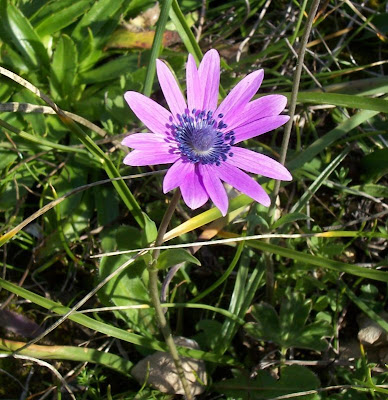 Anemone hortensis,
Anemone fior-stella,
Broad Leaved Anemone