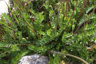 Hyoseris radiata,
Perennial Hyoseris,
Radicchio selvatico