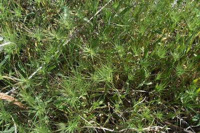 Aegilops geniculata,
Cerere comune,
Gramigna stellata,
Grano delle formiche,
Ovate Aegilops,
ovate goat grass,
ovate goatgrass