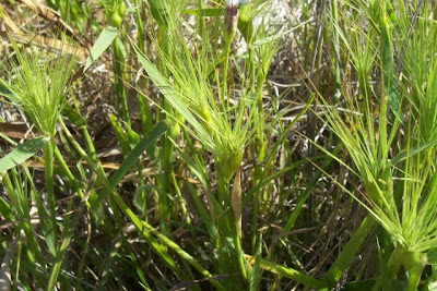 Aegilops geniculata,
Cerere comune,
Gramigna stellata,
Grano delle formiche,
Ovate Aegilops,
ovate goat grass,
ovate goatgrass