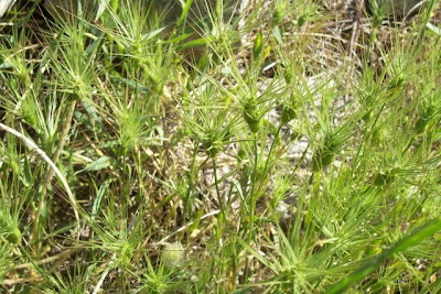 Aegilops geniculata,
Cerere comune,
Gramigna stellata,
Grano delle formiche,
Ovate Aegilops,
ovate goat grass,
ovate goatgrass