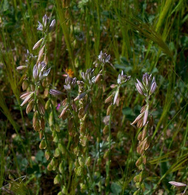 Polygala monspeliaca,
Mediterranean Milkwort,
Poligala di Montpellier