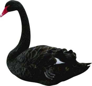 [Black Swan[5].jpg]