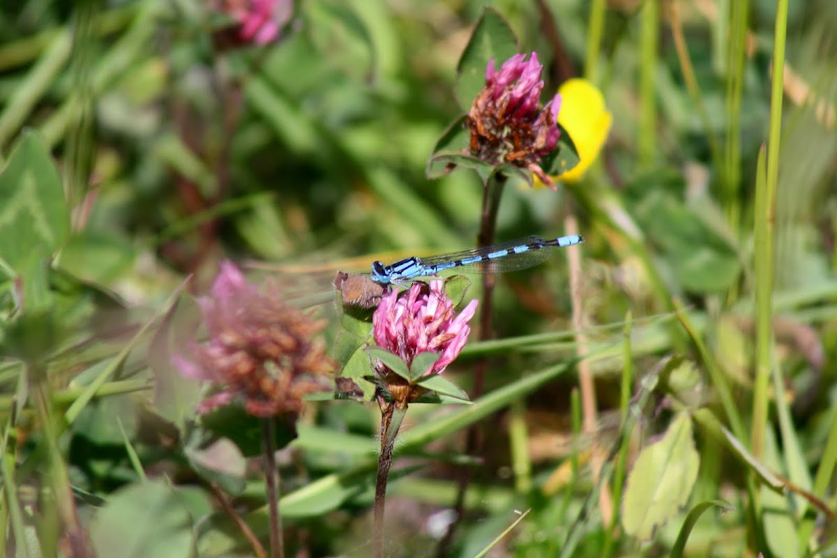 Common Blue Damselfly