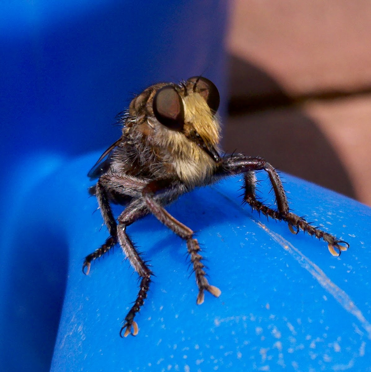 Robber fly