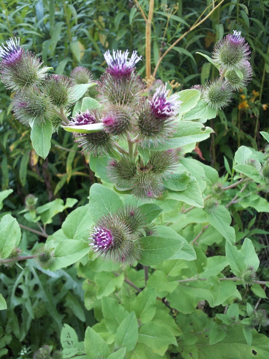 Lesser Burdock