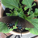 Eastern Tiger Swallowtail Butterfly