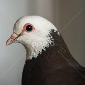 For your Eyes only by Yunus Mony - Animals Birds