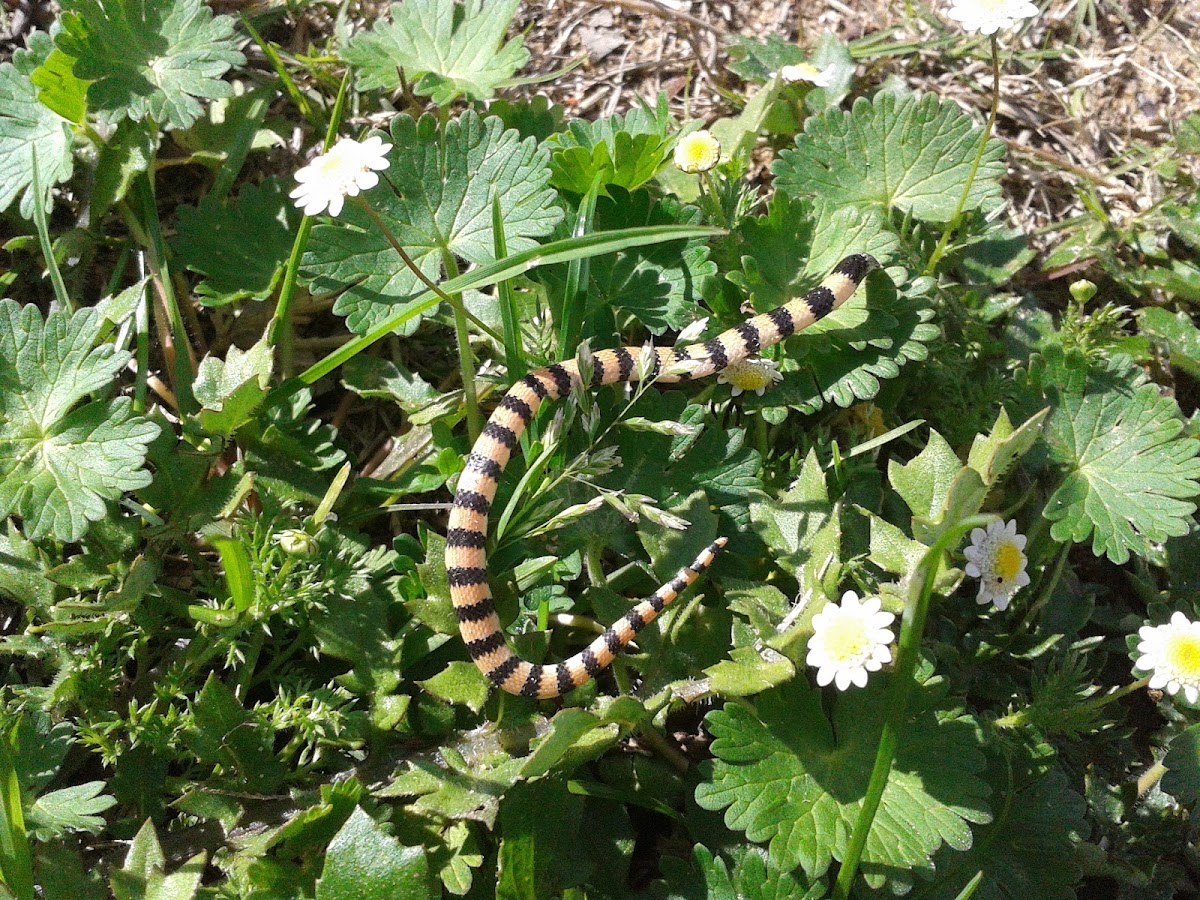 Banded sand snake