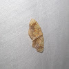 Horned Spanworm Moth