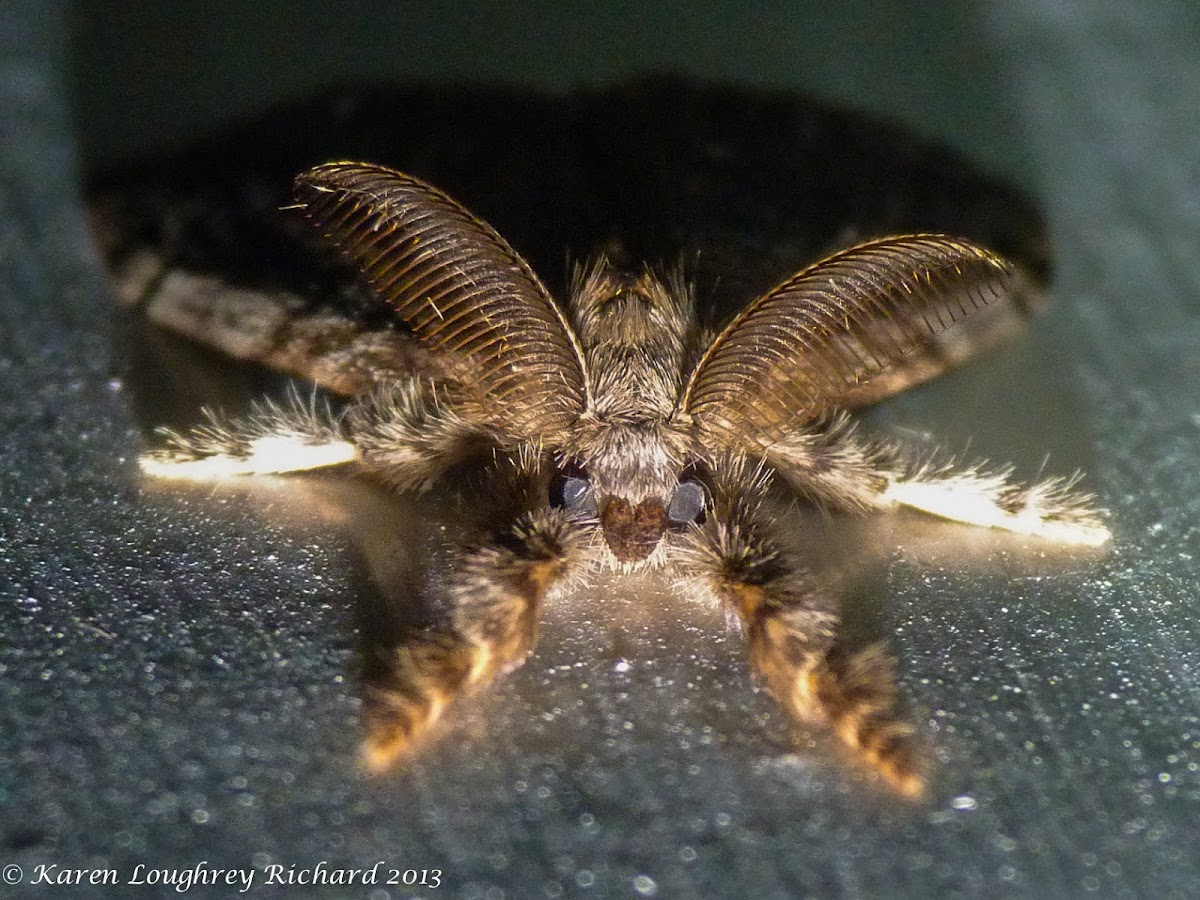 Tussock moth