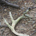 Whitetail Deer antler