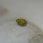 Pacific Treefrog