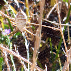 Banded Garden Spider