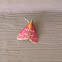 Raspberry pyrausta moth