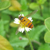 Hoverfly