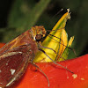 Skipper on Heliconia