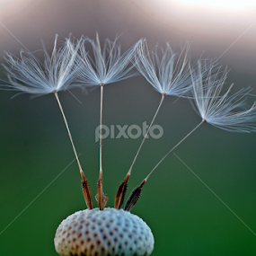 Dandelion by Zoran Rudec - Nature Up Close Other plants