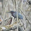 Green Heron