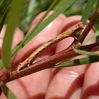 Twig Looper - early instar