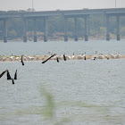 American White Pelicans