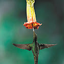 swordbill hummingbird