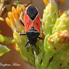 Redcoat Seed Bug