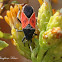 Redcoat Seed Bug