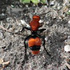 Velvet Ant