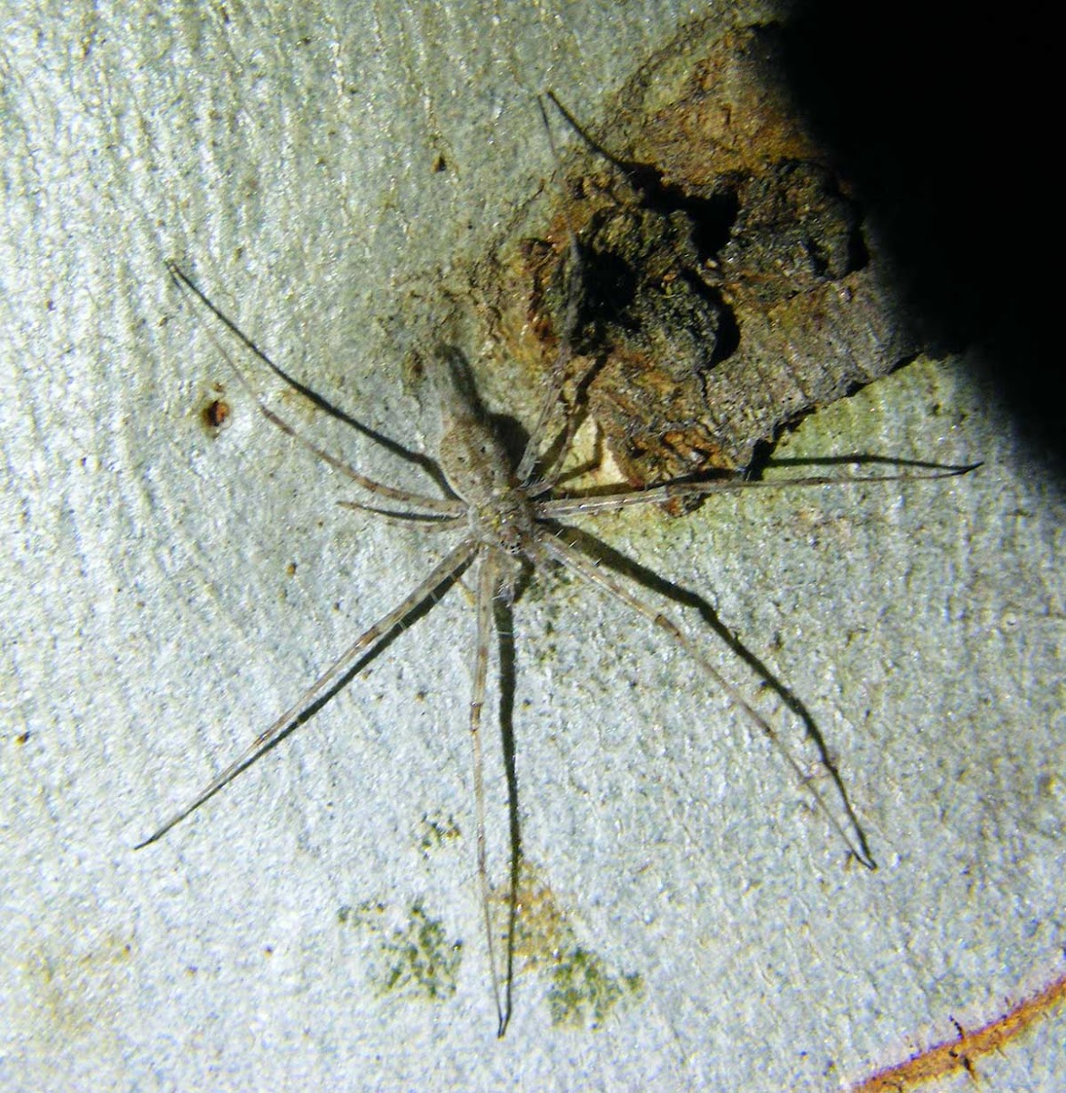 Two Tailed Spider