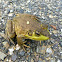 American bullfrog