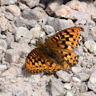 Variegated Fritillary