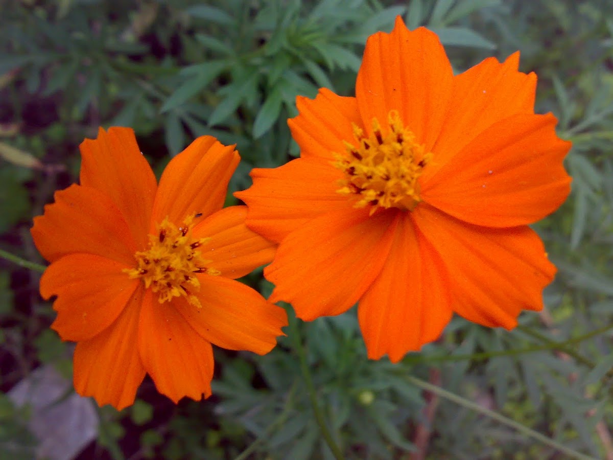 Orange Cosmos Flower