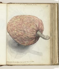 Boanonna of wilde serikaja