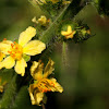 Koningskaars (Verbascum thapus)