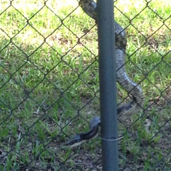 Western Rat Snake Project Noah