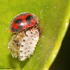 Vedalia Lady Beetle (eclosing)