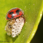 Vedalia Lady Beetle (eclosing)