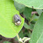 Wild Olive Tortoise Beetle