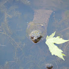 Common snapping turtle