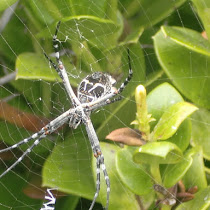 spiders of the world