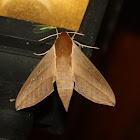 Levant Hawk Moth