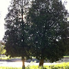 Cedar tree