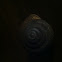 Eastern forest  snail