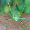 Common true katydid (female)