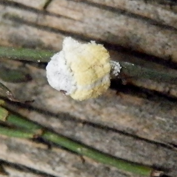 Cottony Cushion Scale Project Noah