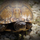 Box Turtle